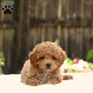 Dusty, Toy Poodle Puppy