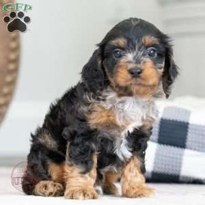 Karl, Cavapoo Puppy