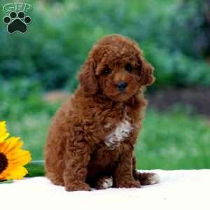 Blake, Miniature Poodle Puppy
