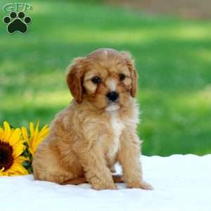 Mac, Cavapoo Puppy