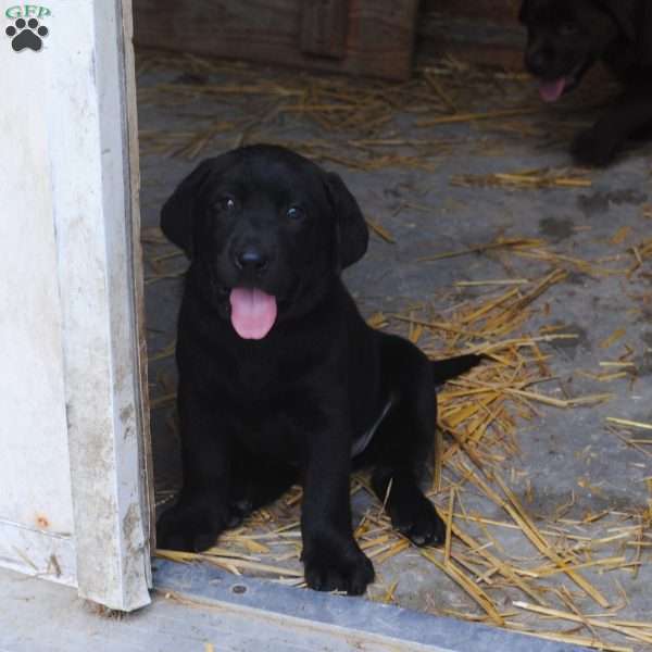 Abigail, Black Labrador Retriever Puppy
