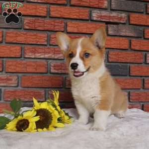 Sand Dunes, Pembroke Welsh Corgi Puppy