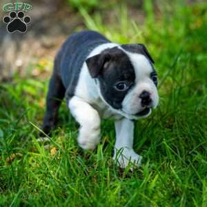 Lilac, Boston Terrier Puppy