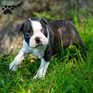 Lilac, Boston Terrier Puppy