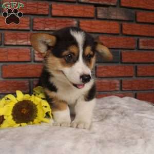 Surf, Pembroke Welsh Corgi Puppy
