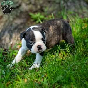 Lilac, Boston Terrier Puppy