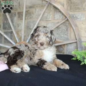 Jenny, Mini Labradoodle Puppy