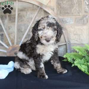 Johnny, Mini Labradoodle Puppy