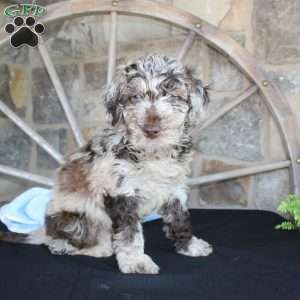 Jerry, Mini Labradoodle Puppy