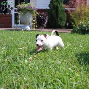 Sheila, Jack Russell Terrier Puppy