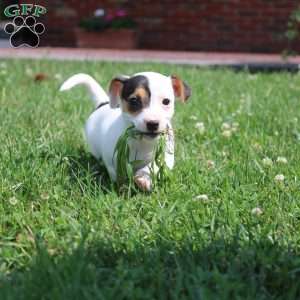 Shelly, Jack Russell Terrier Puppy