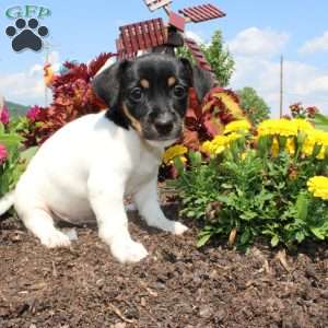 Cutie, Jack Russell Terrier Puppy