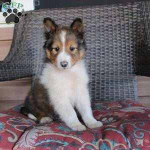 Lyle, Sheltie Puppy