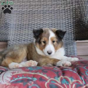 Landis, Sheltie Puppy