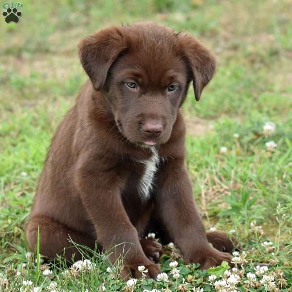 Cagan, Labrador Mix Puppy