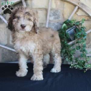 Sunset, Mini Labradoodle Puppy