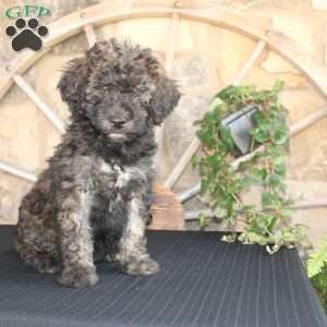 Sundae, Mini Labradoodle Puppy