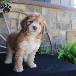 Sorbet, Mini Labradoodle Puppy