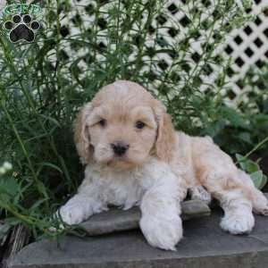 Paul, Cockapoo Puppy