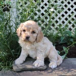 Faith, Cockapoo Puppy