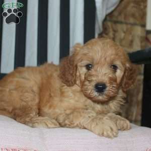 Frank, Mini Goldendoodle Puppy