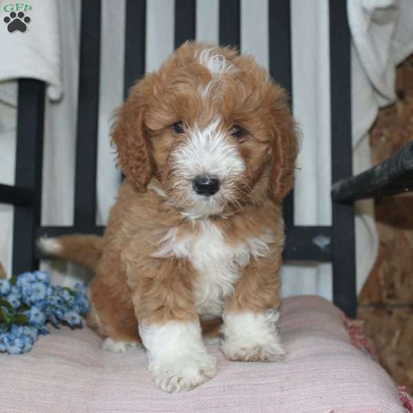 Freddie, Mini Goldendoodle Puppy