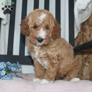Faye, Mini Goldendoodle Puppy