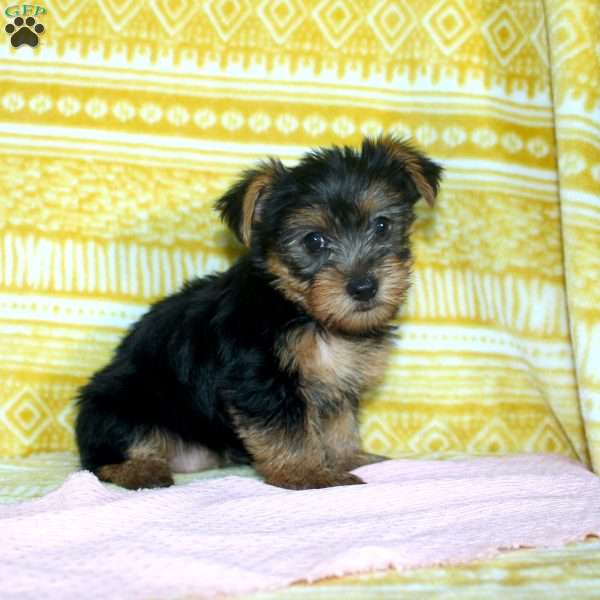 Debbie, Yorkie Puppy