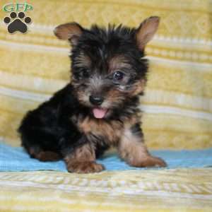 Dickie, Yorkie Puppy