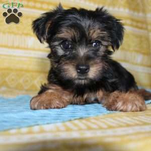 Dallus, Yorkie Puppy