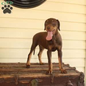 Rebecca, Doberman Mix Puppy