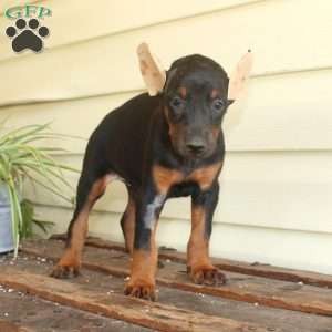 Sunshine, Doberman Pinscher Puppy