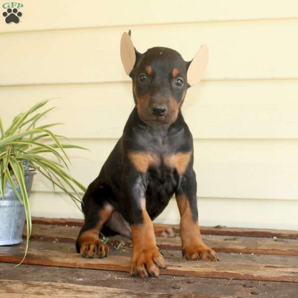 Sammy, Doberman Pinscher Puppy