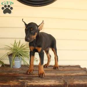 Sasha, Doberman Pinscher Puppy