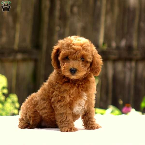 Dylan, Toy Poodle Puppy