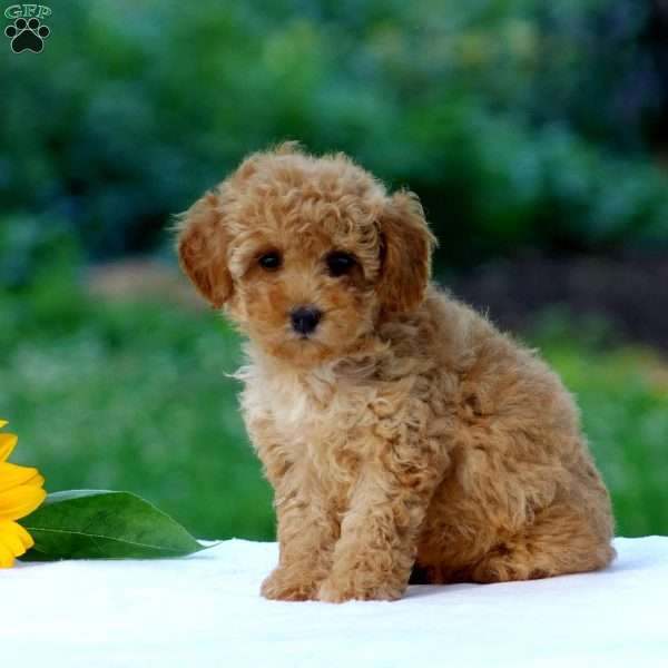 Blossom, Miniature Poodle Puppy