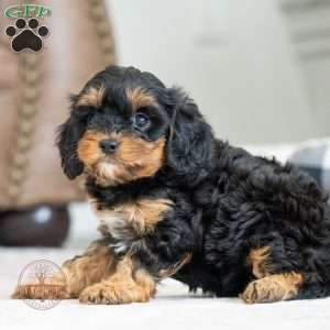 Caroline, Cavapoo Puppy