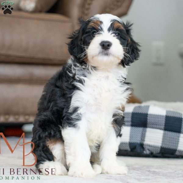 Beauty, Mini Bernedoodle Puppy