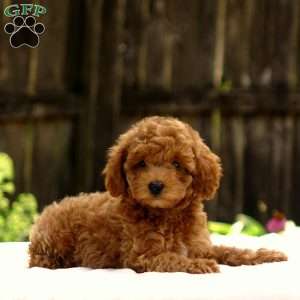 Dylan, Toy Poodle Puppy