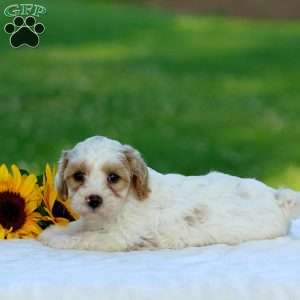 Malcolm, Cavapoo Puppy