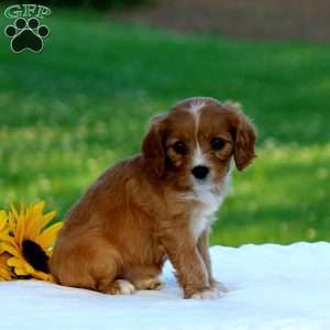 Mackenzie, Cavapoo Puppy