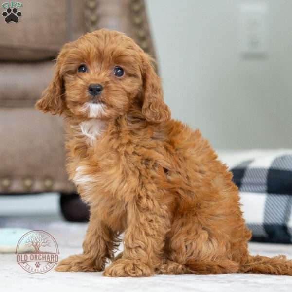 Ellie, Cavapoo Puppy