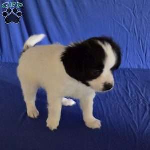 Elliott, Papillon Puppy