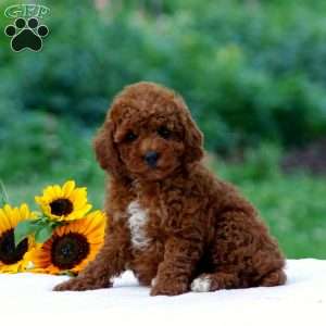 Blake, Miniature Poodle Puppy