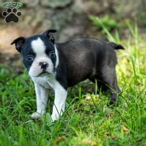 Rose, Boston Terrier Puppy