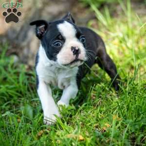 Rose, Boston Terrier Puppy