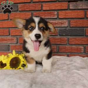Surf, Pembroke Welsh Corgi Puppy