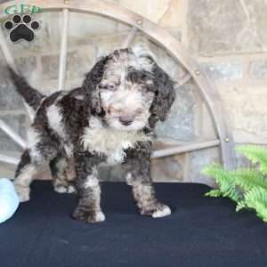 Johnny, Mini Labradoodle Puppy