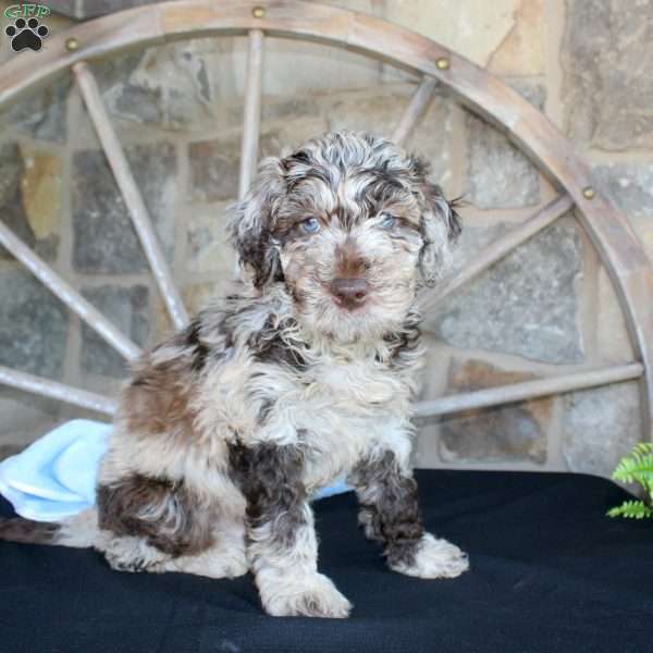 Jerry, Mini Labradoodle Puppy