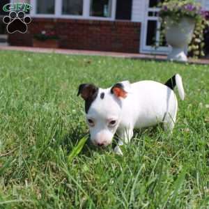 Sheila, Jack Russell Terrier Puppy